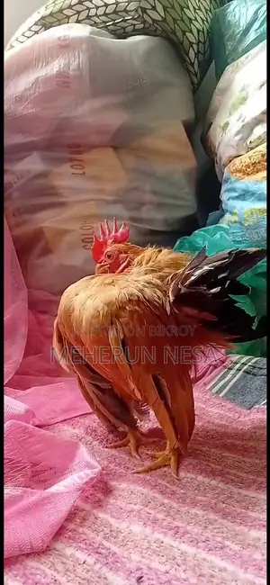 Serama Chicken