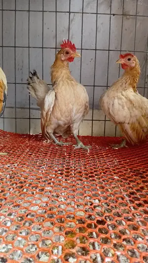 Serama Chicken