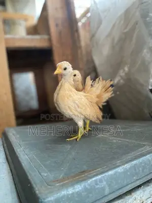 Serama Chicken