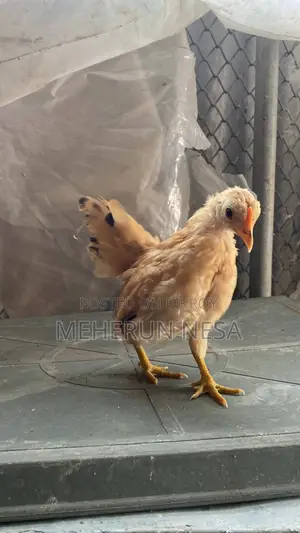 Serama Chicken