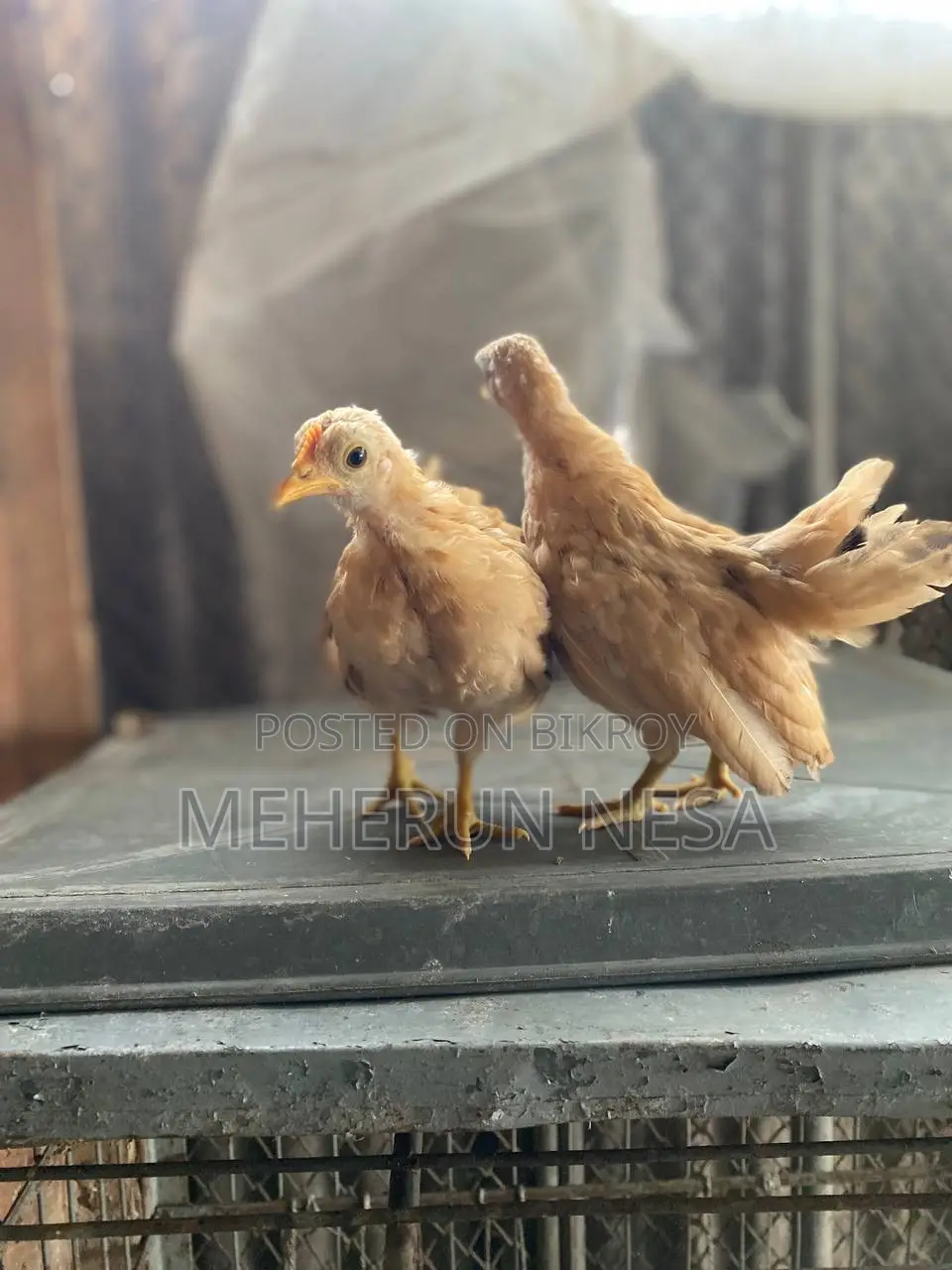 Serama Chicken