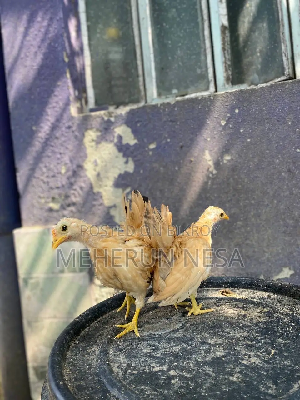 Serama Chicken