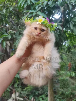1-3 Months Female Purebred Persian Kitten