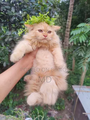 1-3 Months Female Purebred Persian Kitten