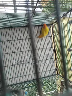 Male Love Bird