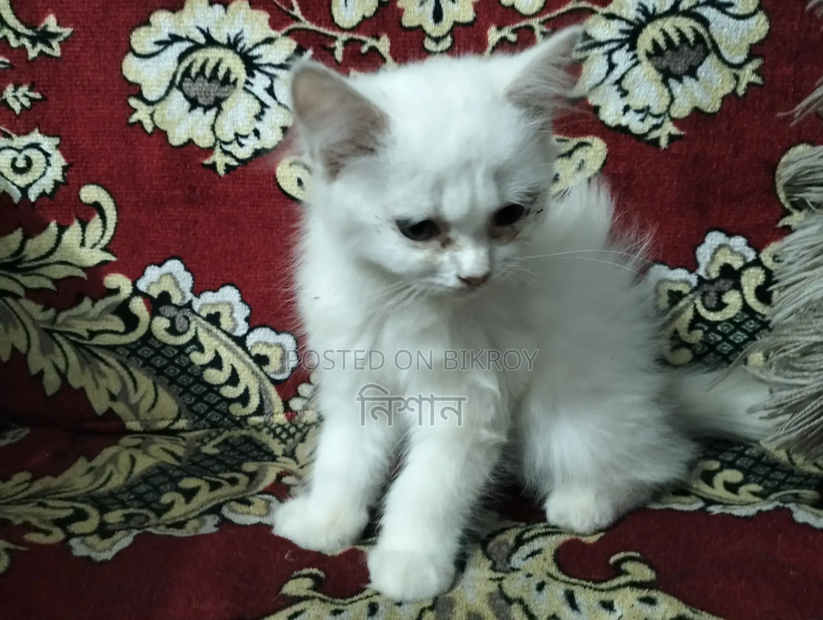 1-3 Months Female Purebred Persian