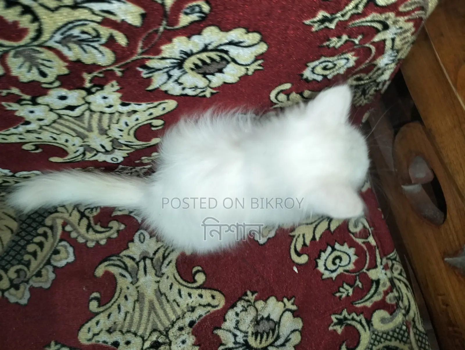 1-3 Months Female Purebred Persian
