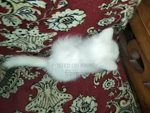 1-3 Months Female Purebred Persian