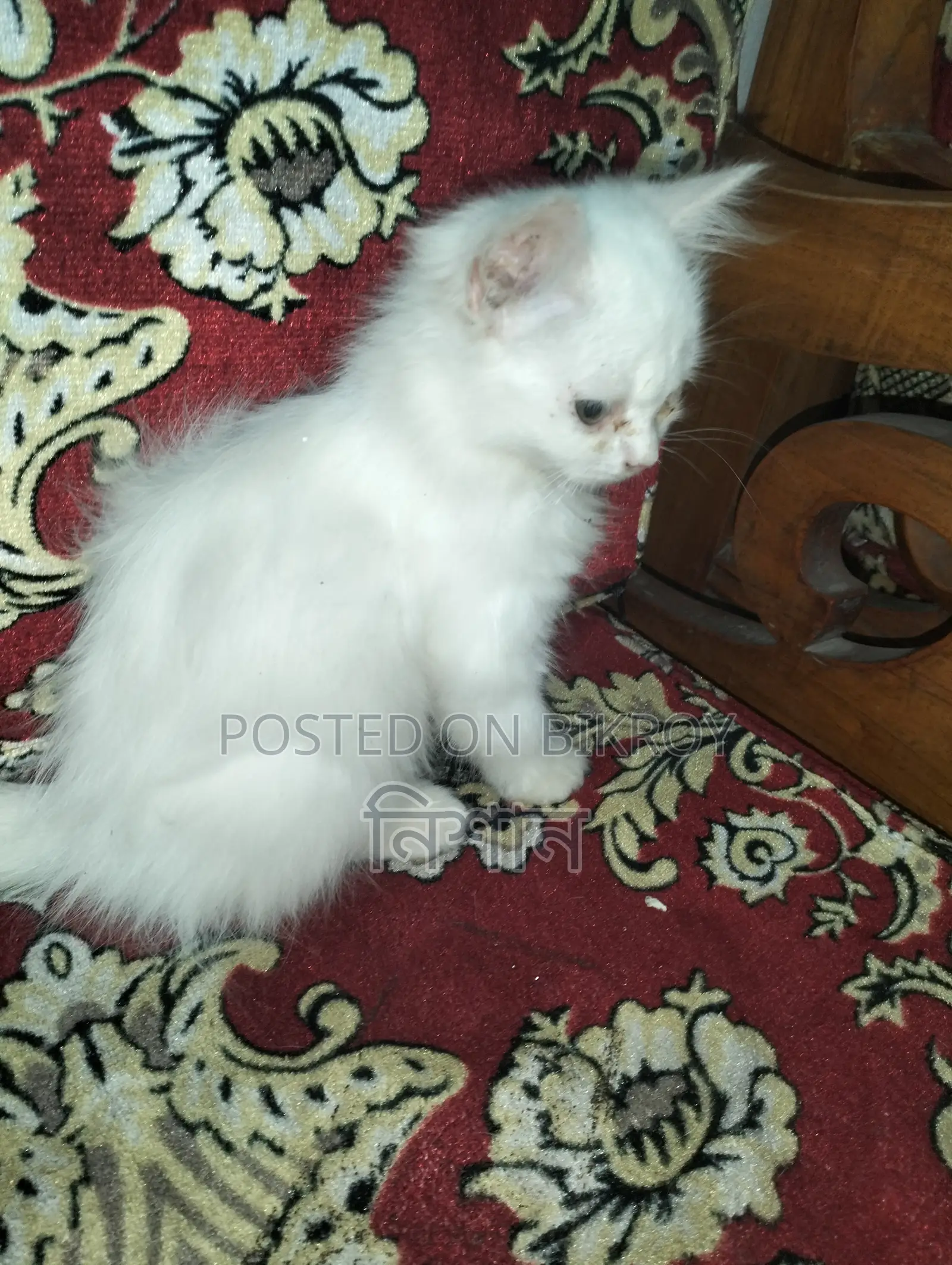 1-3 Months Female Purebred Persian