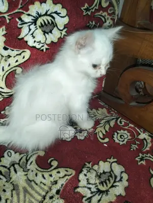 1-3 Months Female Purebred Persian