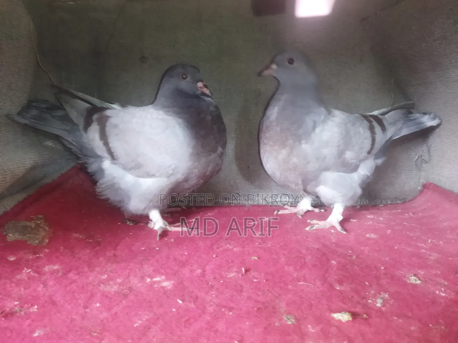 ব্লুবার মুন্ডিয়ানের বাচ্চা