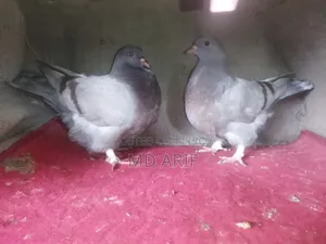 ব্লুবার মুন্ডিয়ানের বাচ্চা