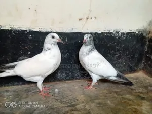 Baby Giribaz Pigeon