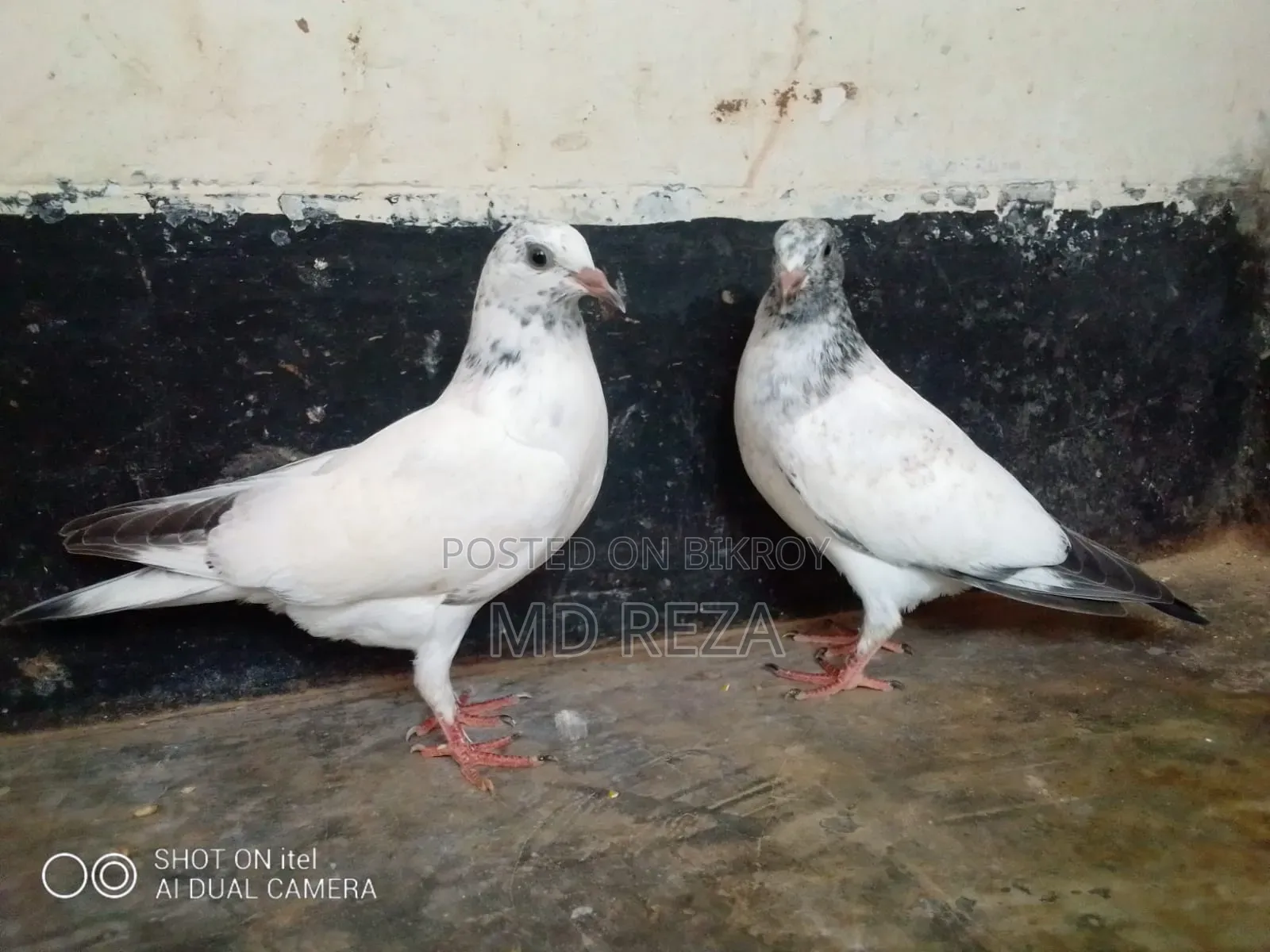 Baby Giribaz Pigeon
