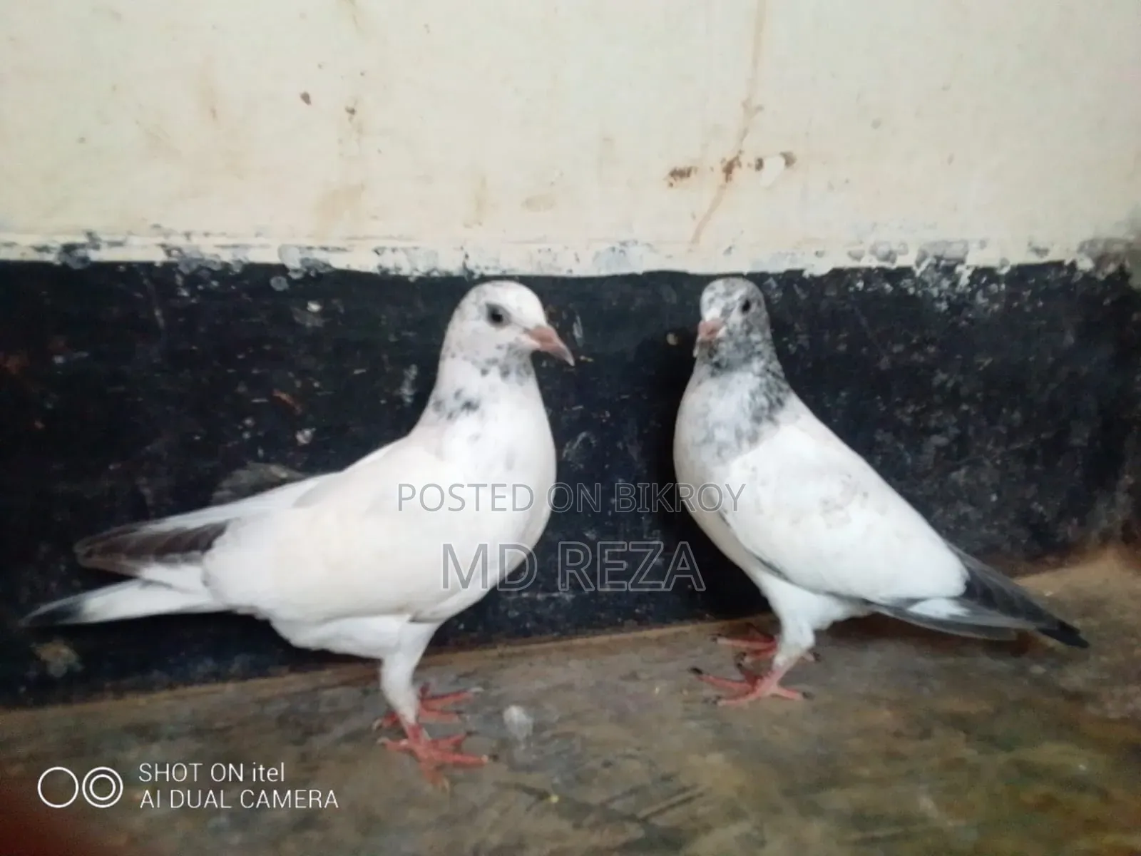 Baby Giribaz Pigeon