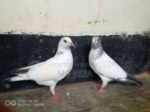 Baby Giribaz Pigeon