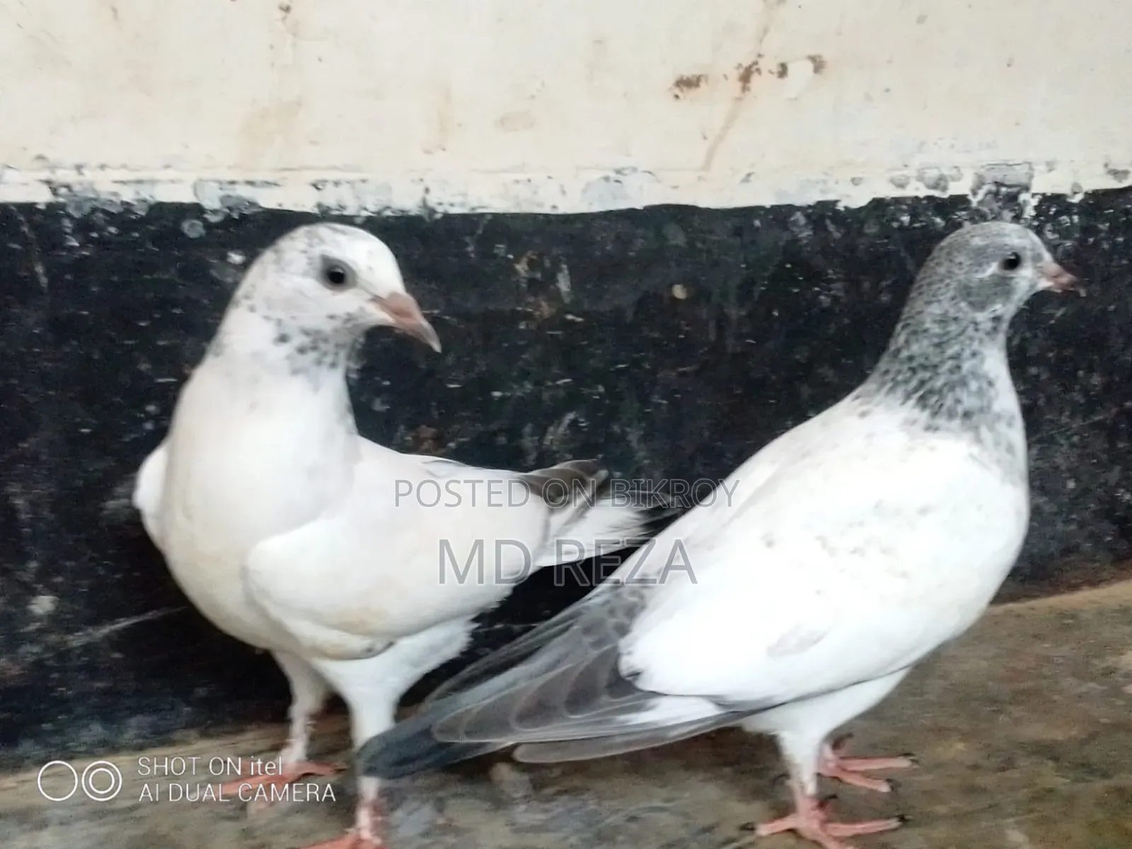 Baby Giribaz Pigeon