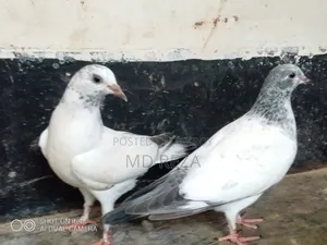 Baby Giribaz Pigeon