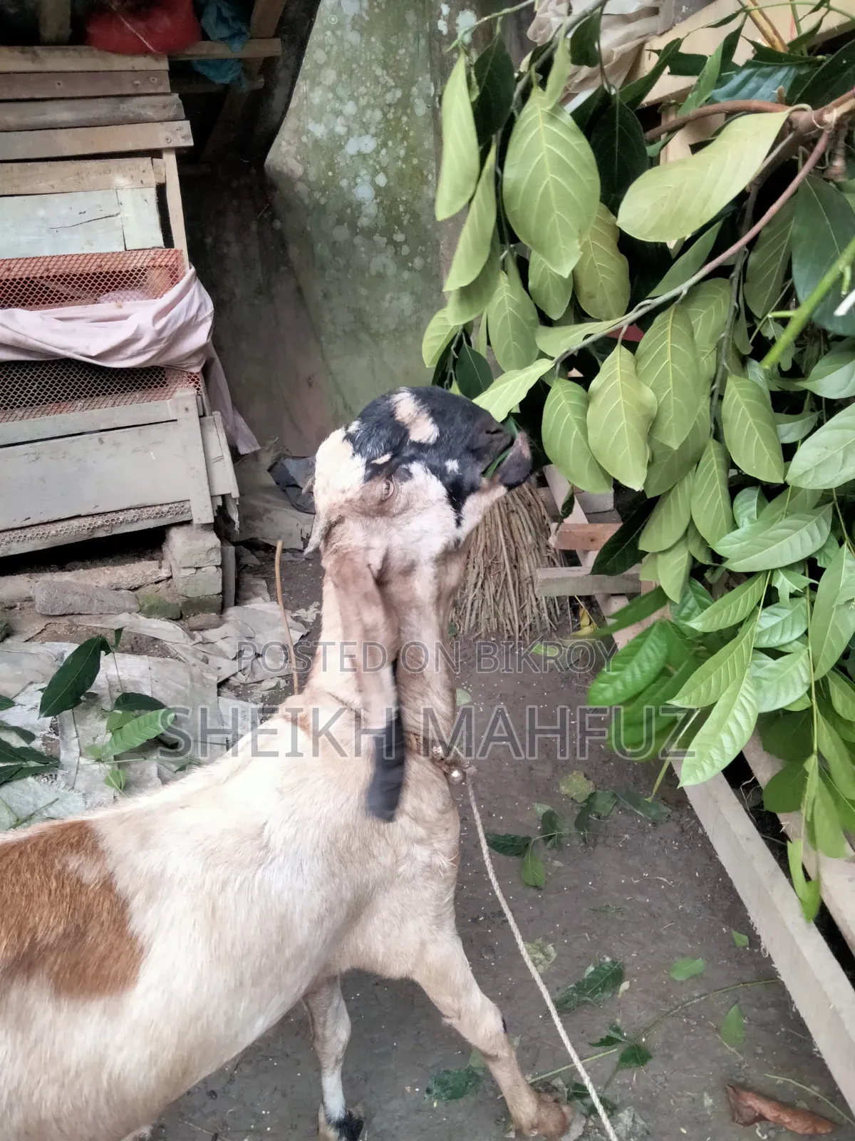 Tota Puri Goat Adult