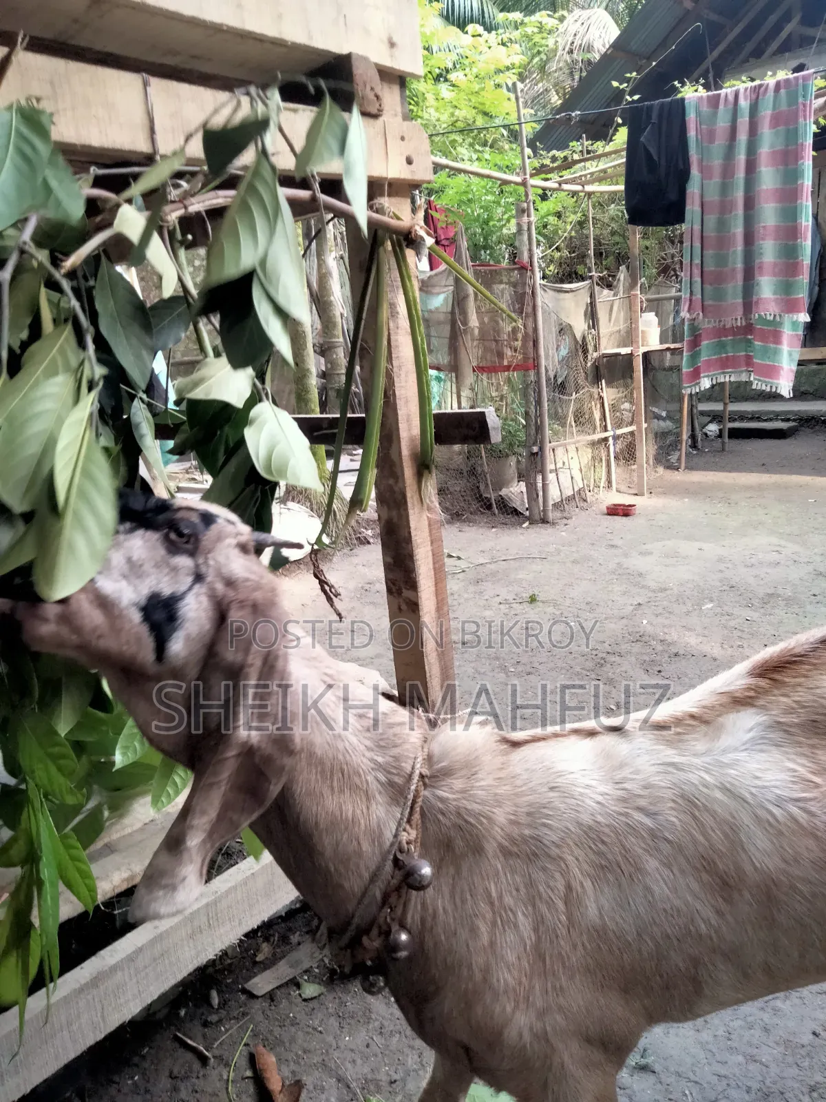 Tota Puri Goat Adult