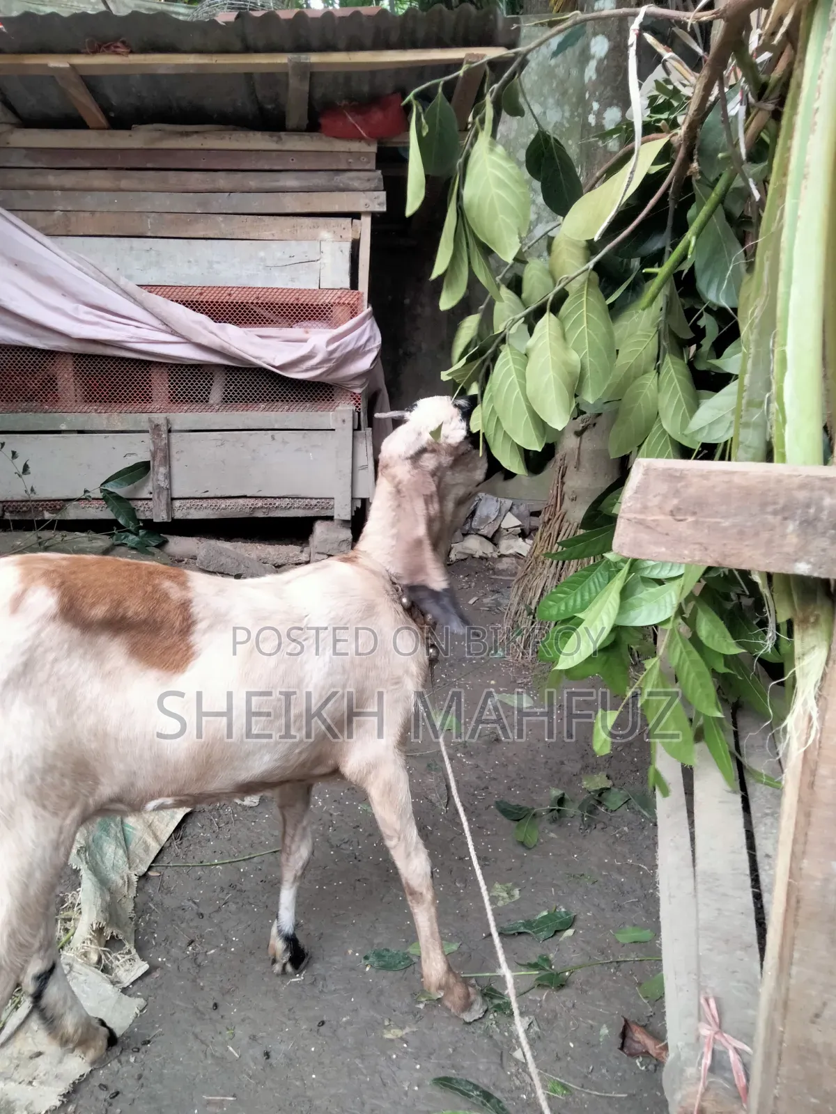 Tota Puri Goat Adult