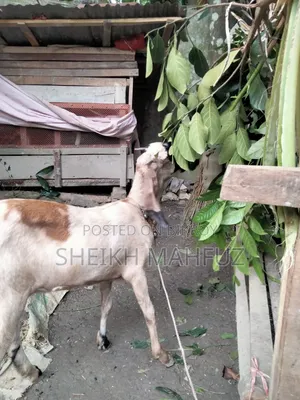 Tota Puri Goat Adult