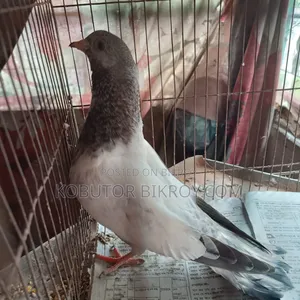 One piece Giribaz pigeon for sale.