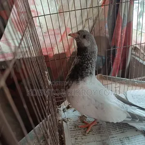 One piece Giribaz pigeon for sale.