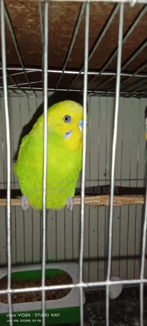 One Male Adult Budgerigar Bird
