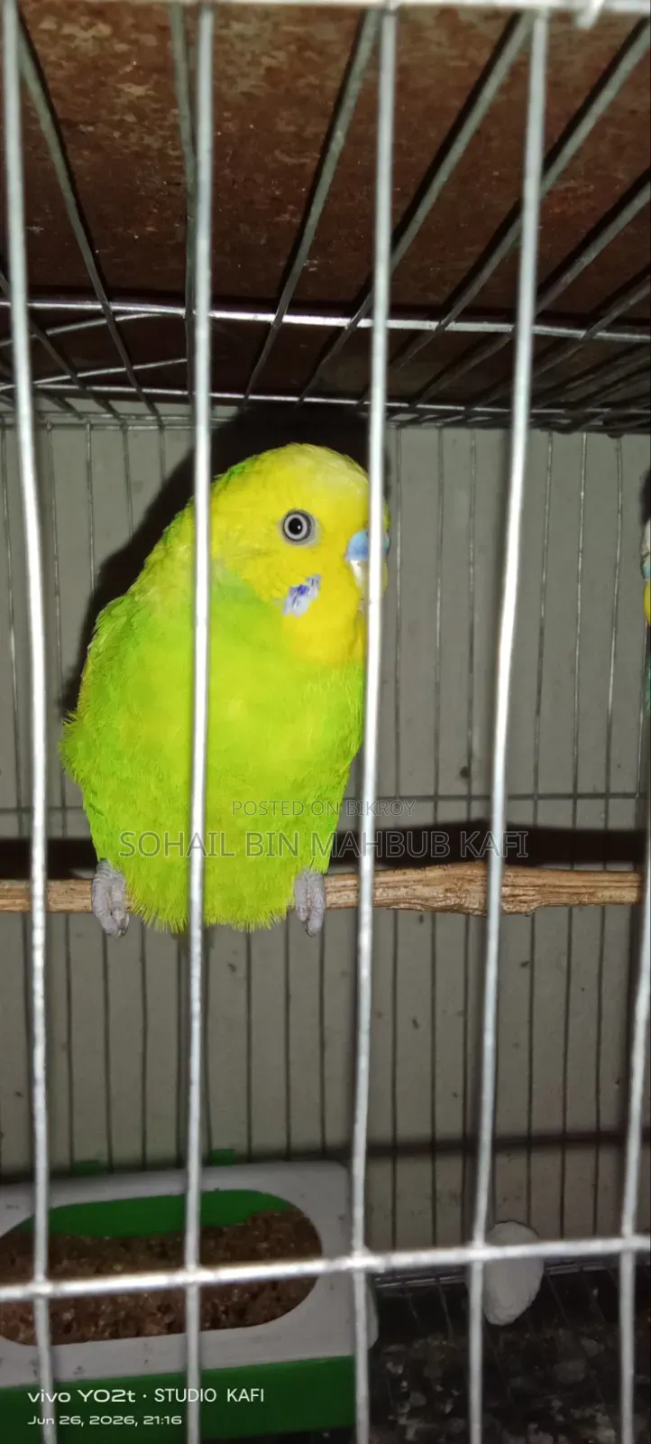 One Male Adult Budgerigar Bird