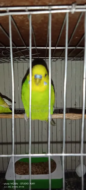 One Male Adult Budgerigar Bird