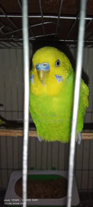 One Male Adult Budgerigar Bird