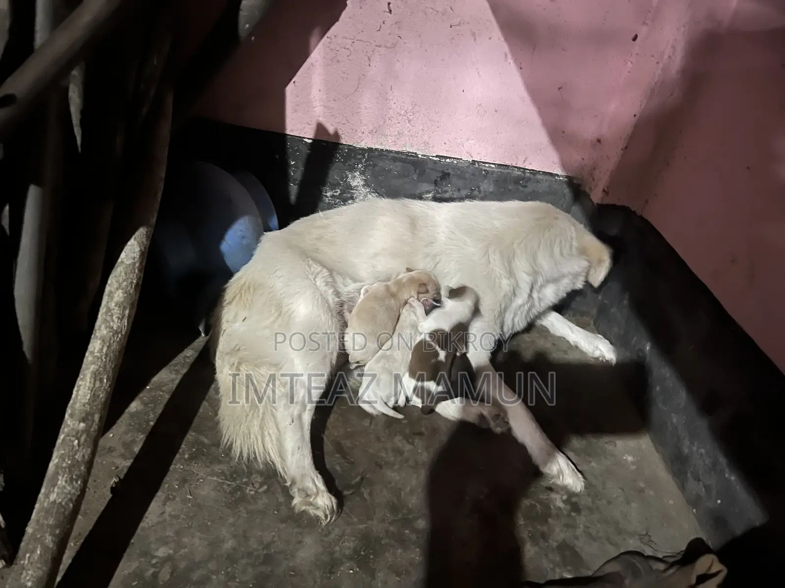 ১-৩ মাস বয়সী মিক্সড ব্রিড জাপানিজ স্পিটজ (মাদি)