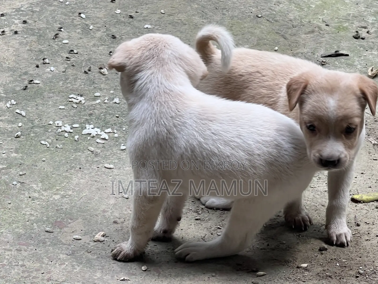 ১-৩ মাস বয়সী মিক্সড ব্রিড জাপানিজ স্পিটজ (মাদি)