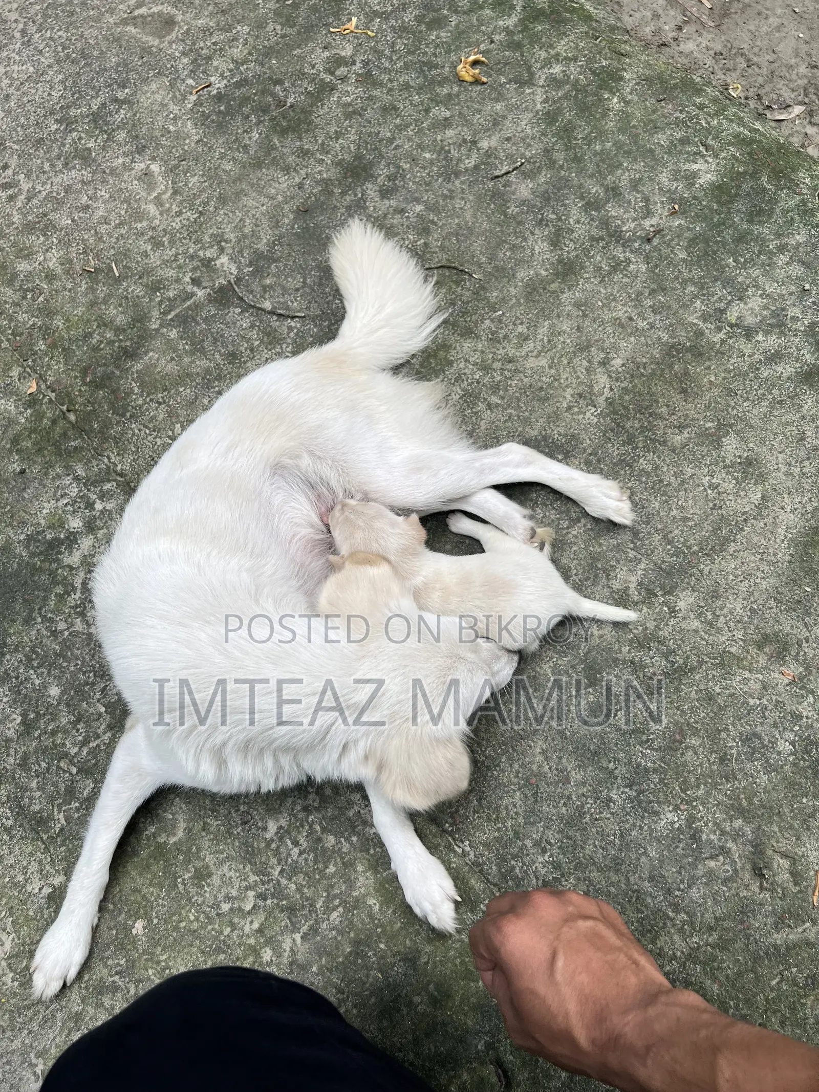 ১-৩ মাস বয়সী মিক্সড ব্রিড জাপানিজ স্পিটজ (মাদি)