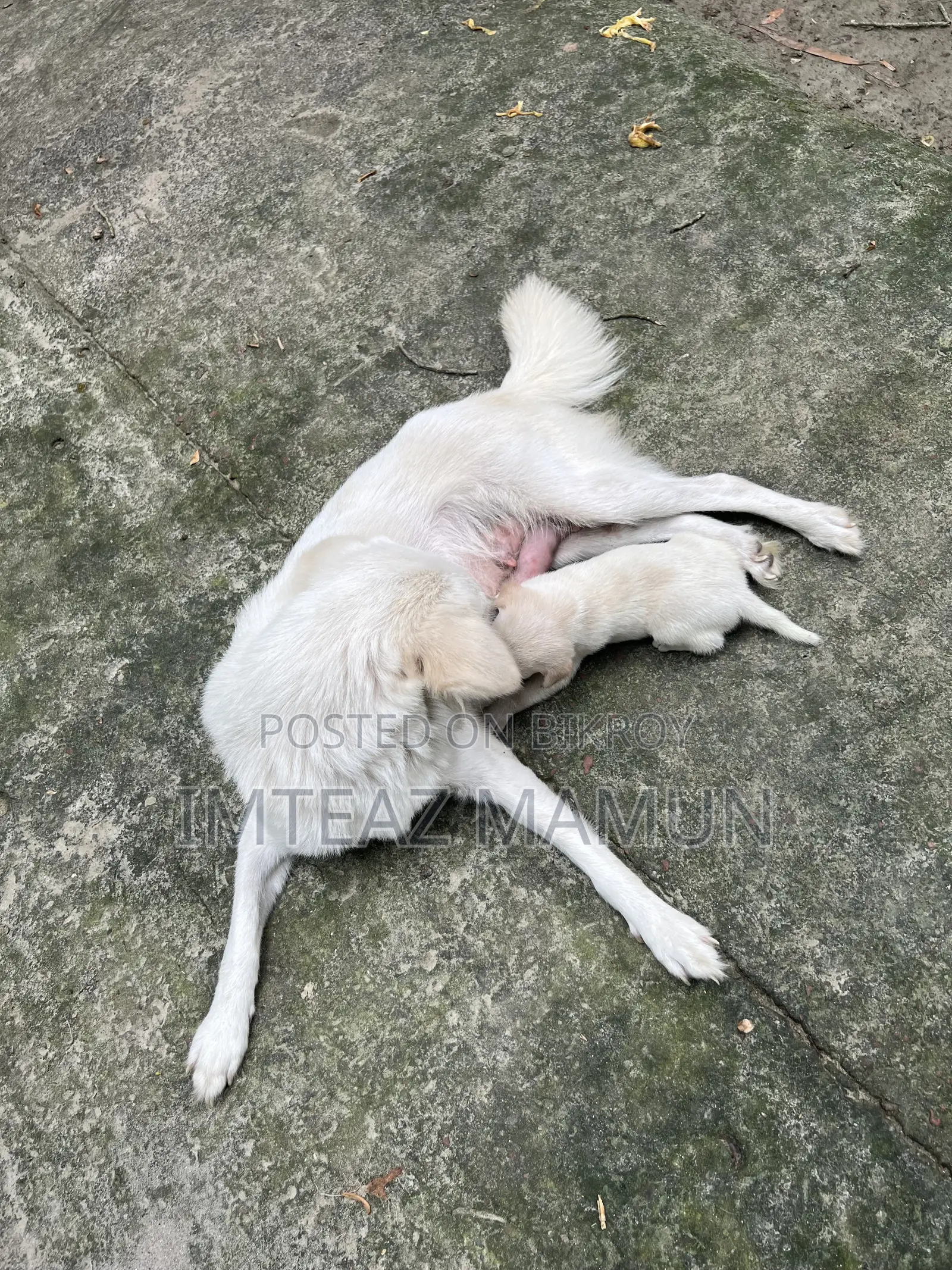 ১-৩ মাস বয়সী মিক্সড ব্রিড জাপানিজ স্পিটজ (মাদি)