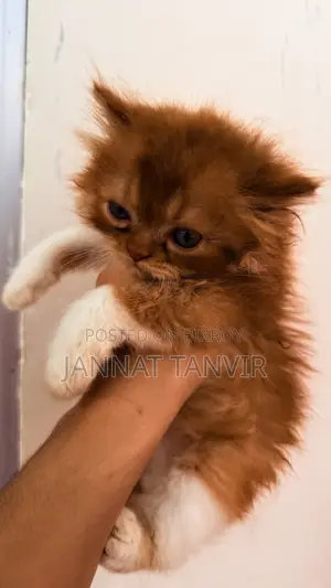 1-3 Months Male Purebred Persian