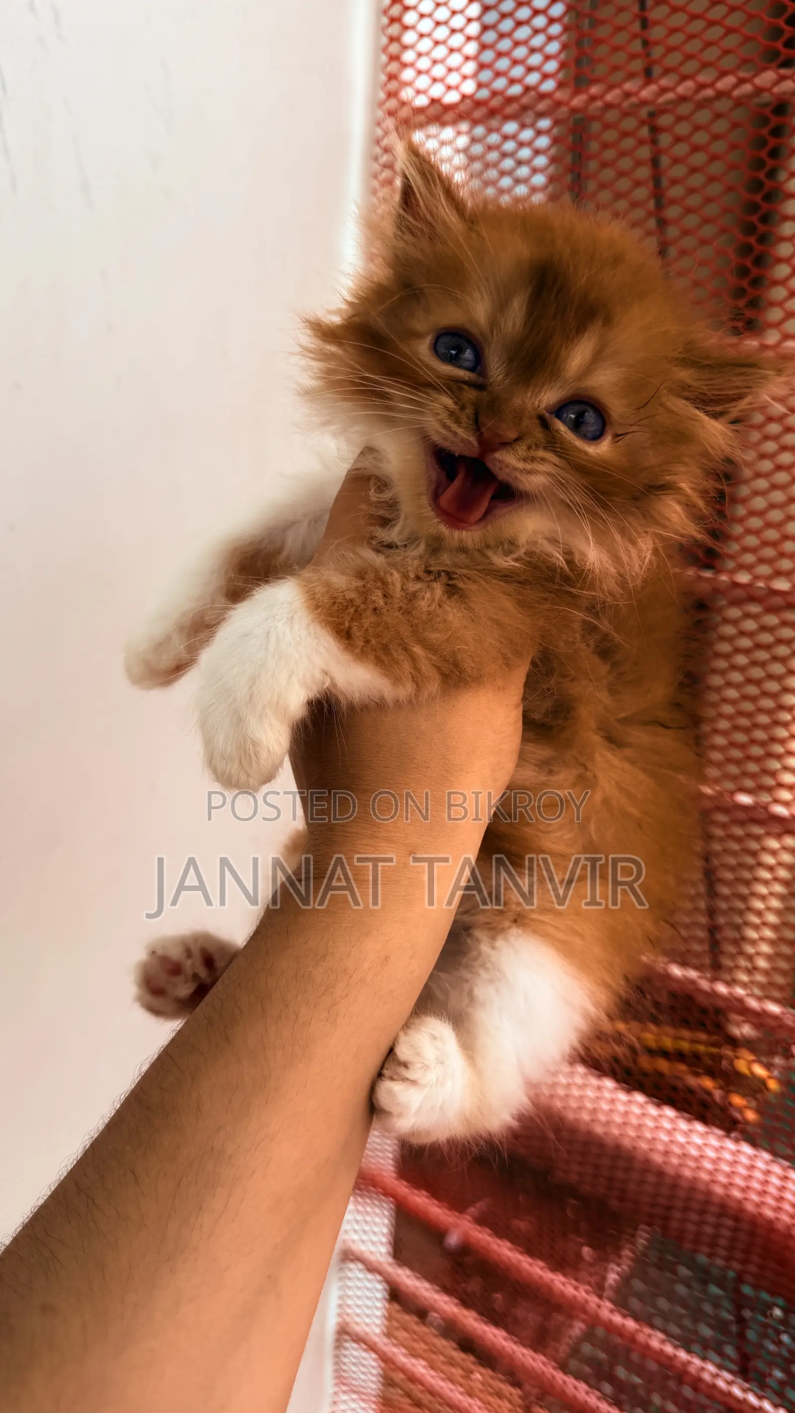 1-3 Months Male Purebred Persian