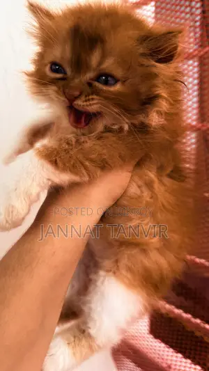 1-3 Months Male Purebred Persian