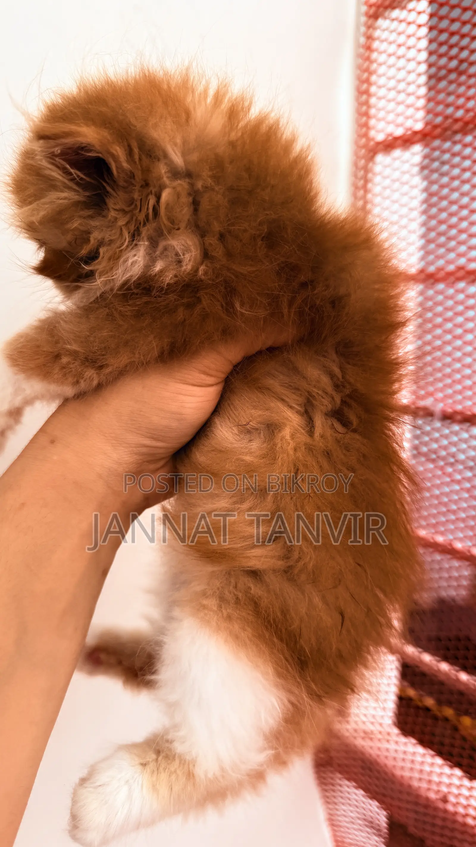 1-3 Months Male Purebred Persian