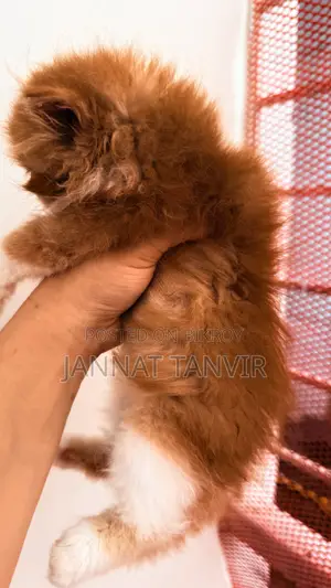 1-3 Months Male Purebred Persian