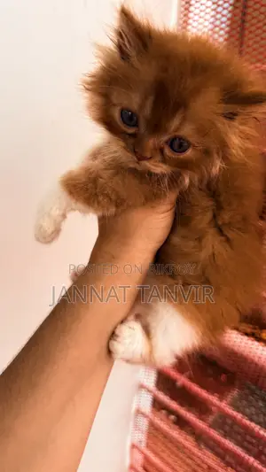 1-3 Months Male Purebred Persian