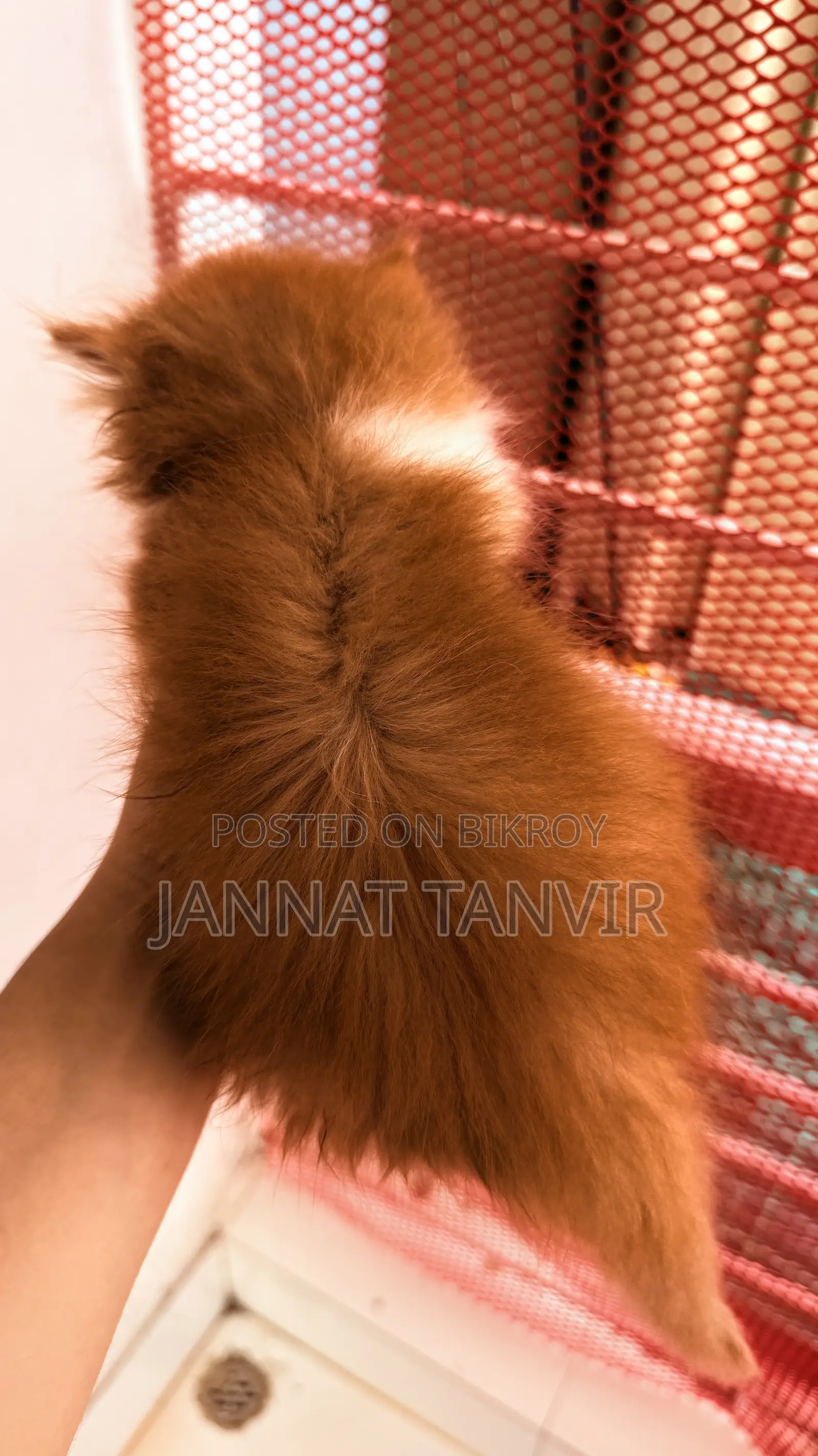 1-3 Months Male Purebred Persian