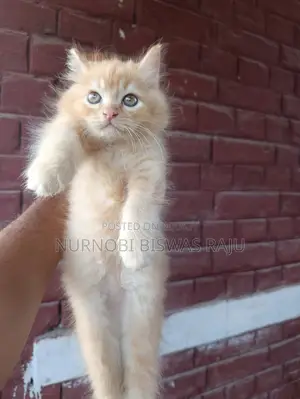 1-3 Months Male Purebred Persian