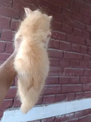 1-3 Months Male Purebred Persian