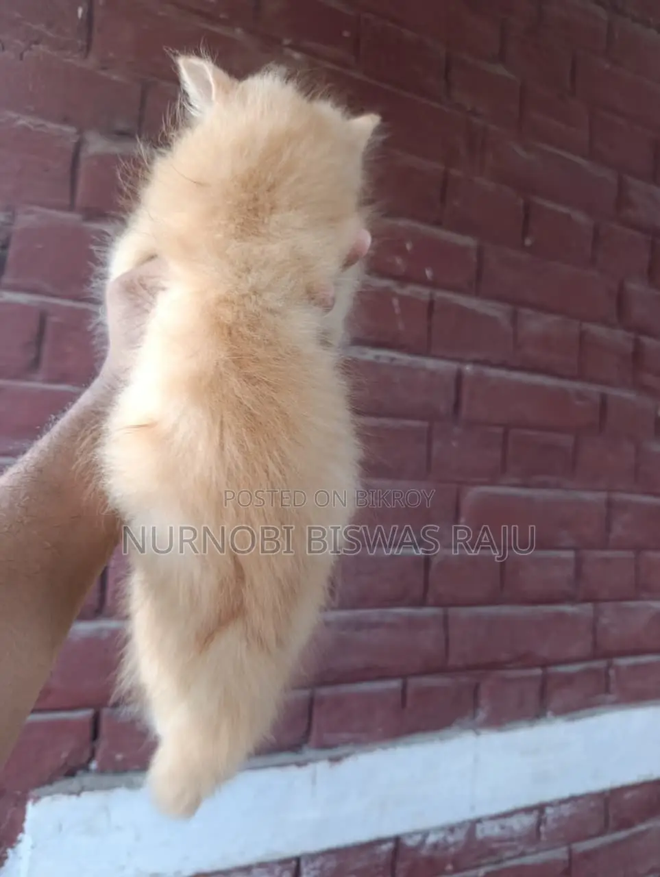 1-3 Months Male Purebred Persian