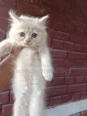 1-3 Months Male Purebred Persian
