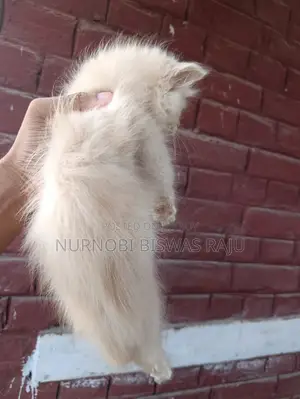 1-3 Months Male Purebred Persian