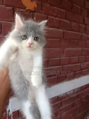 1-3 Months Male Purebred Persian