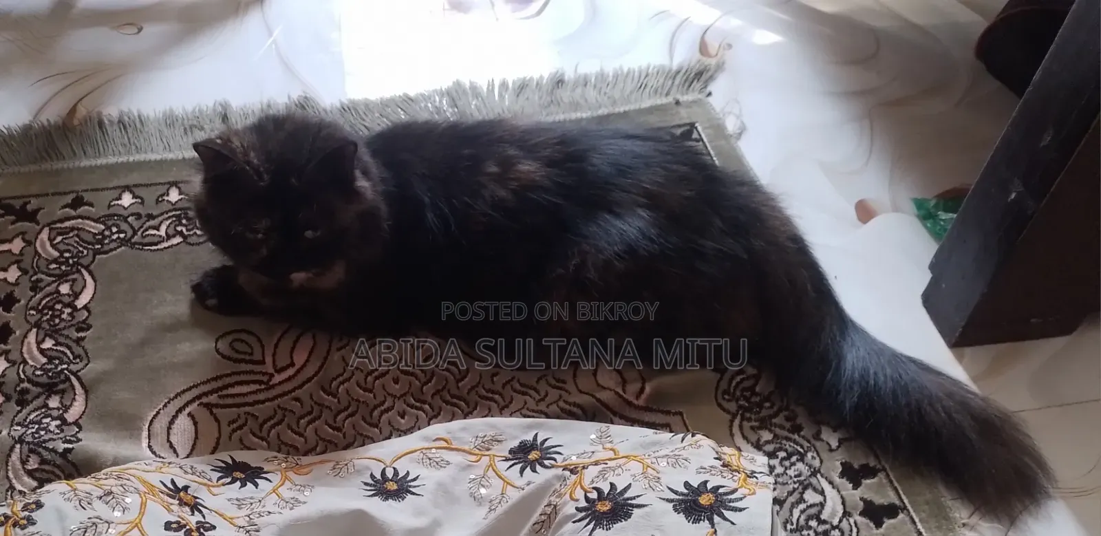 1+ year Female Purebred Persian